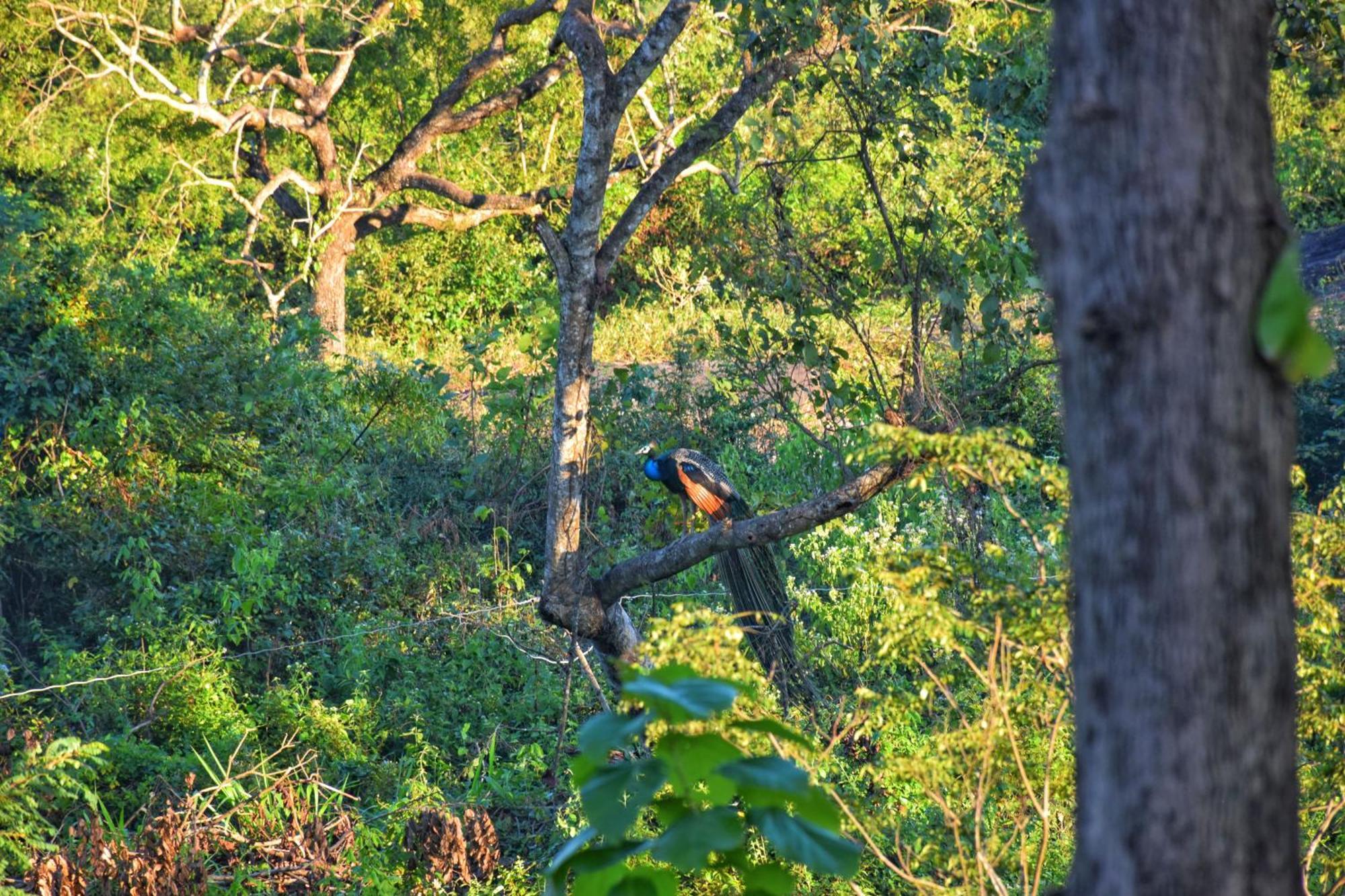 Sigiri Saat Cabana Sigiriya Exteriör bild