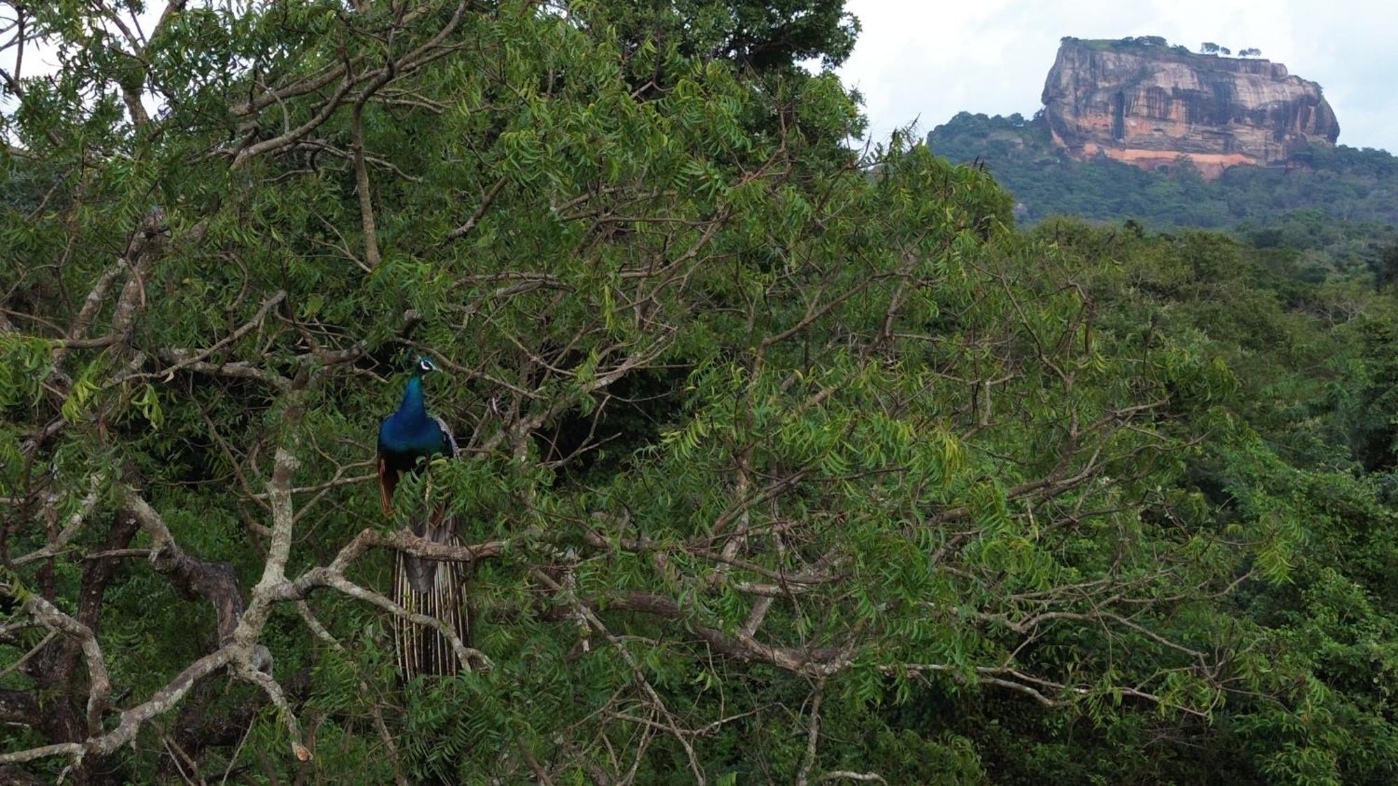 Sigiri Saat Cabana Sigiriya Exteriör bild