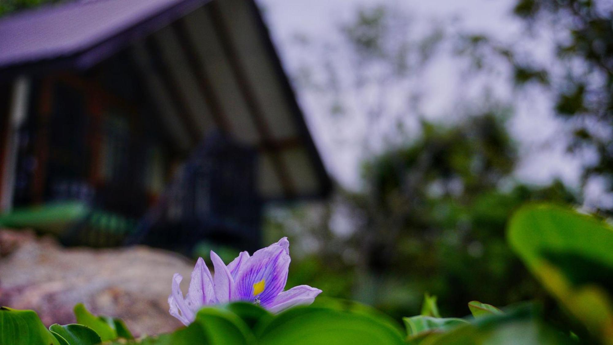Sigiri Saat Cabana Sigiriya Exteriör bild